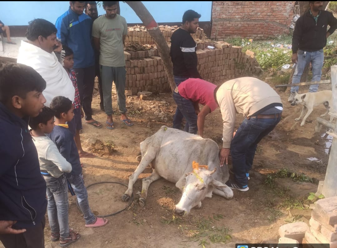 पशुओं में एफएमडी रोग नियंत्रण के लिए टीकाकरण अभियान