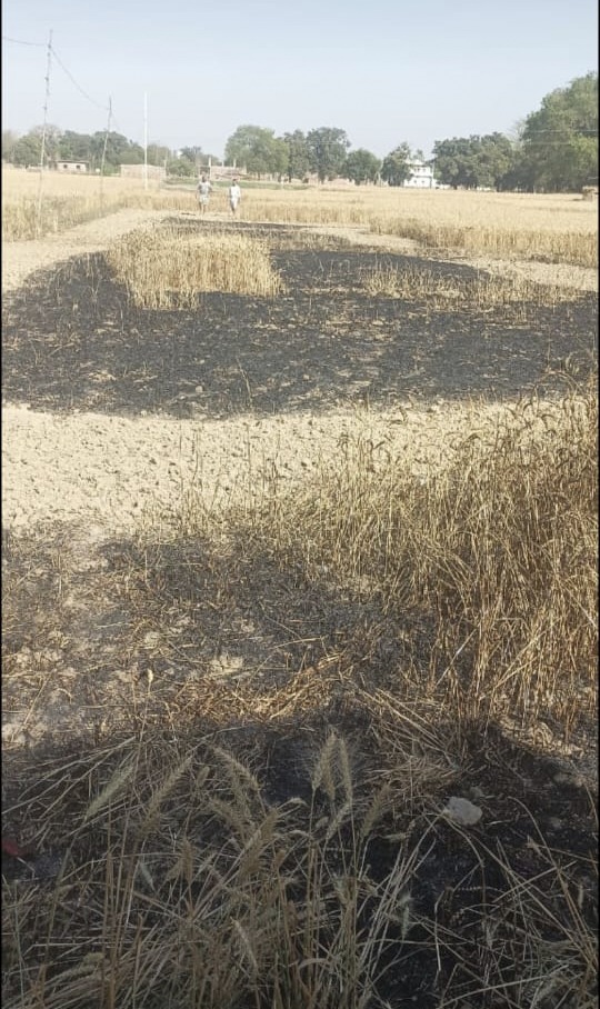 खड़ी गेहूंँ की फसल में लगी आग, 10 विस्वा फसल जलकर राख