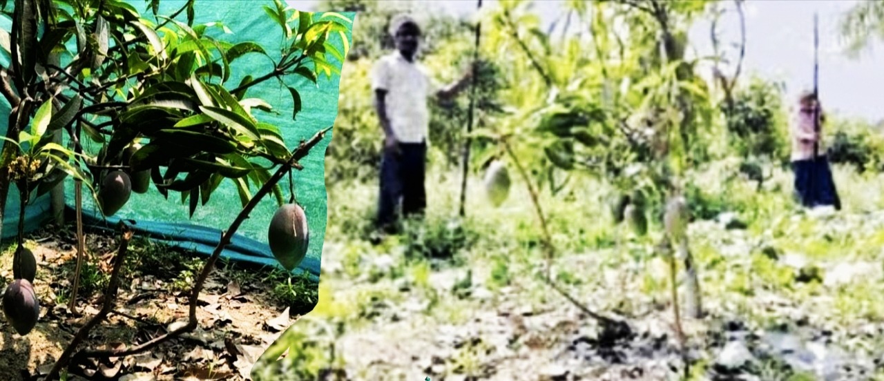 लाखों का आम, चप्पे-चप्पे पर पहरा, चोलापुर में मियाजाकी आम बना आकर्षण का केंद्र