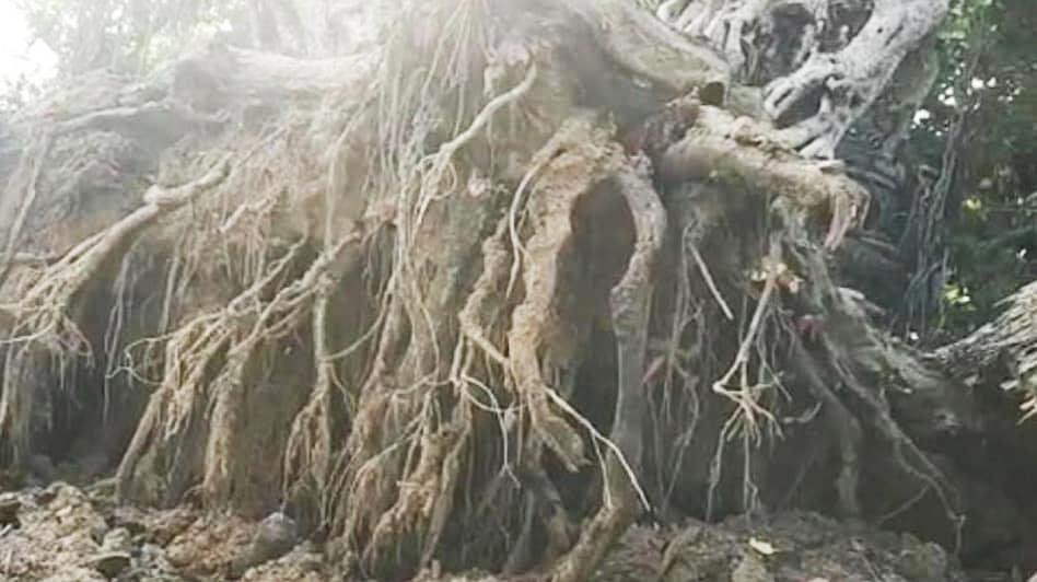 300 साल पुराना बरगद का पेड़ गिरा, बाल-बाल बचे लोग