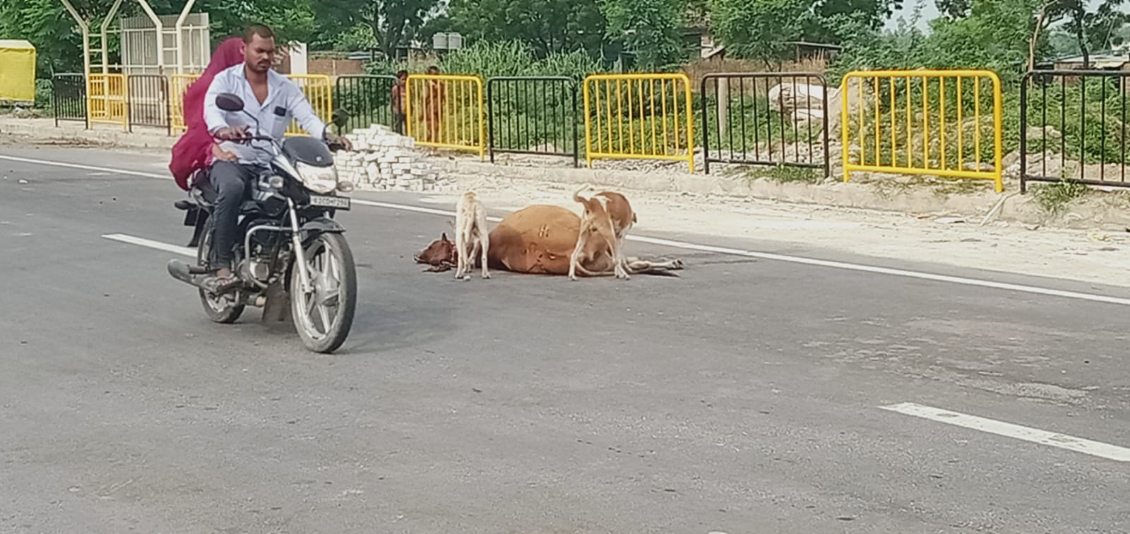सड़क हादसों में इंसान और जानवर दोनों गंवा रहे जान