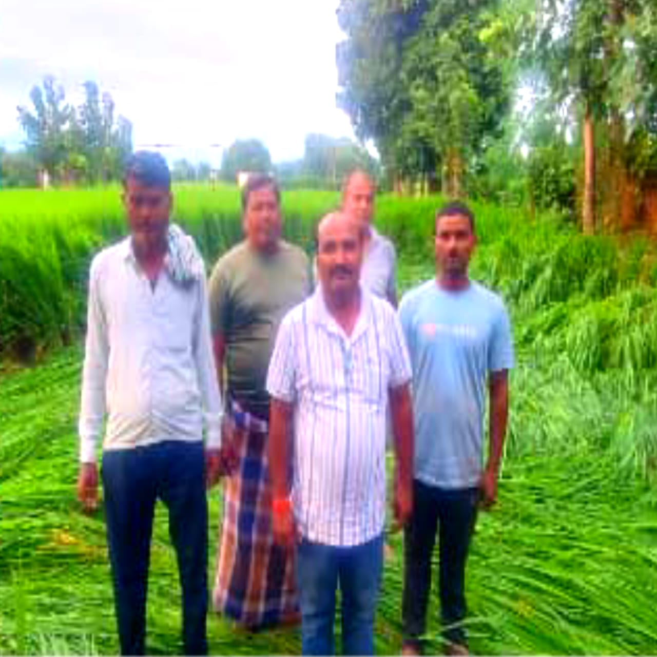 तेज आँधी और बारिश ने रौंदे किसानों के सपने, चौबेपुर क्षेत्र में फसलों की तबाही से अन्नदाताओं की कमर टूटी