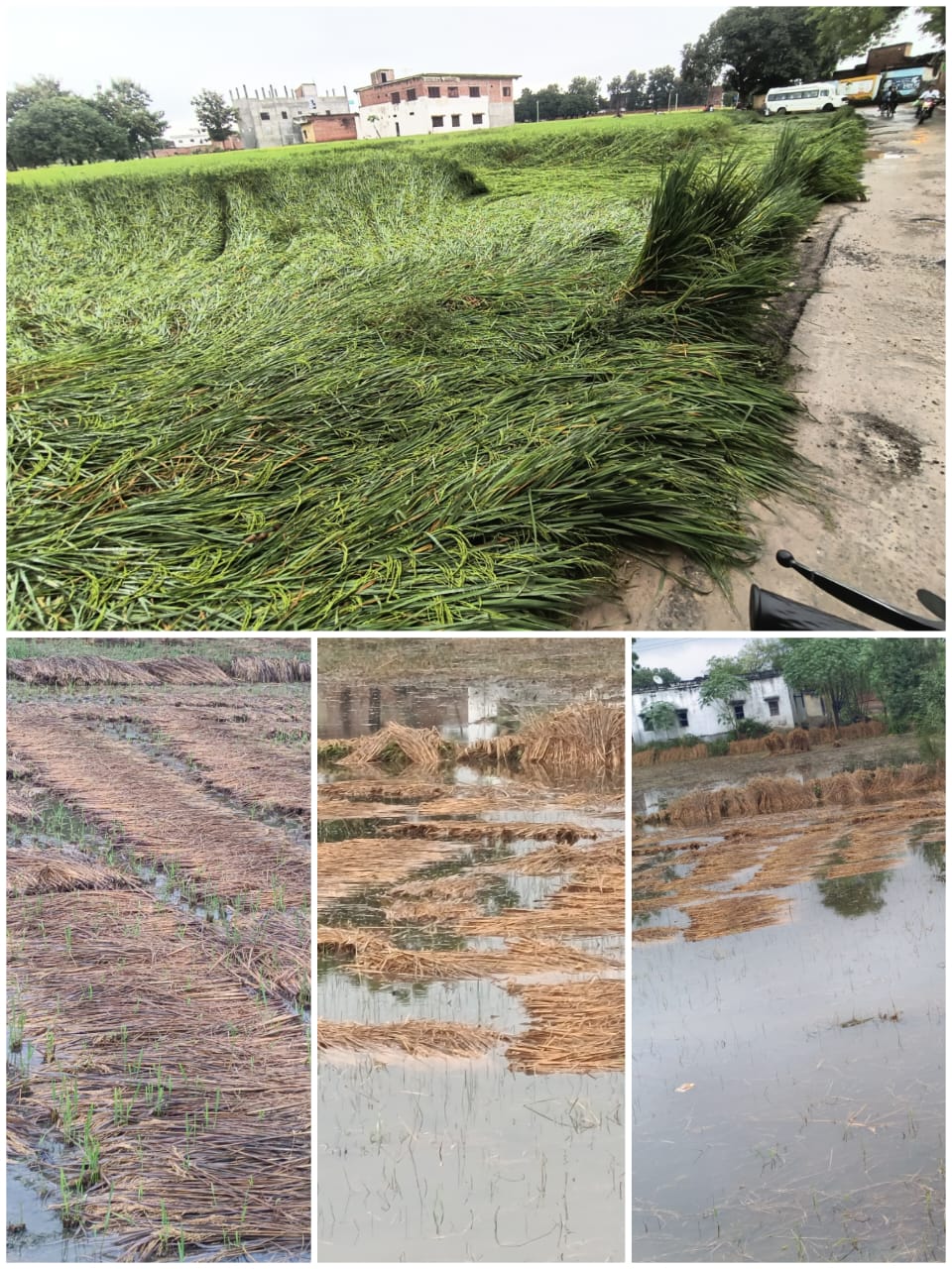 बारिश बनी आफत: चौबेपुर के खेतों में डूबा किसानों का सपना