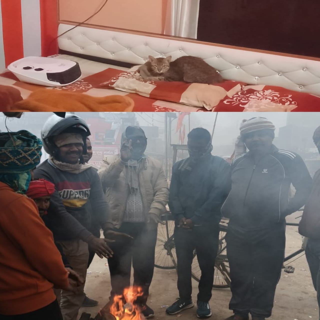 ठंड व गलन से इंसान ही नहीं, जानवर भी बेहाल