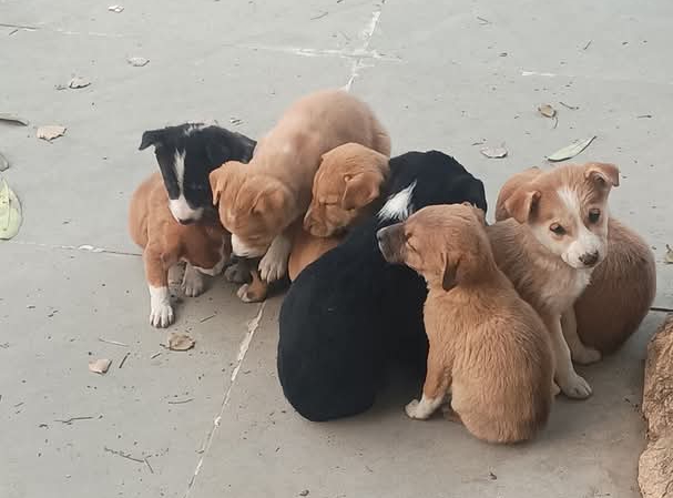 ठिठुरन में बीता पूरा दिन, बेजुबानों पर कहर बनकर टूटी सर्दी