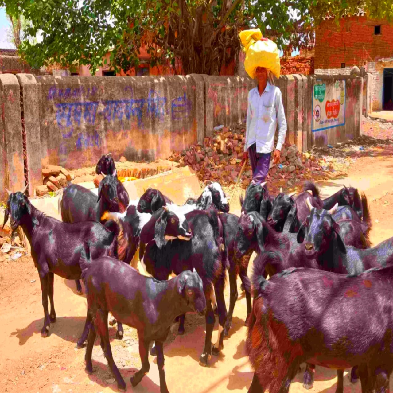 उमरहां में बकरियों की रहस्यमयी बीमारी से बकरी पालक परेशान