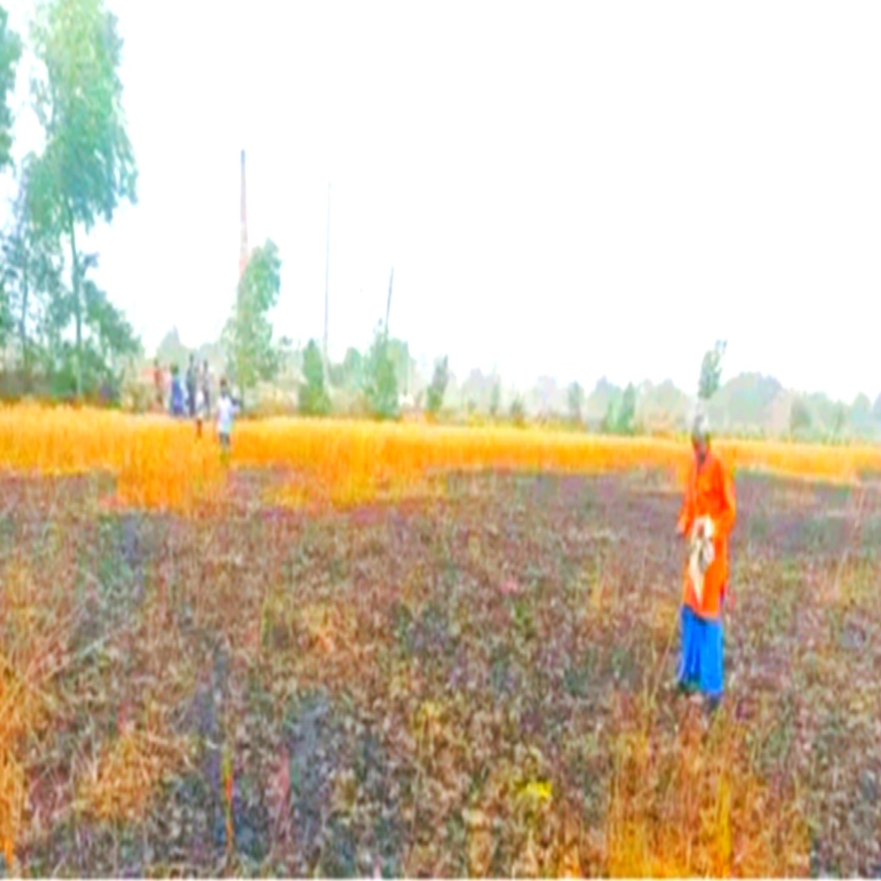 चिरईगांव के संदहा गांव में आग से साढ़े तीन बीघा गेहूं की फसल राख